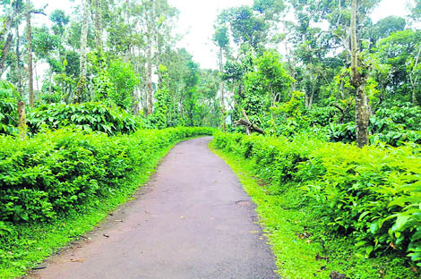 The huge expanses of vegetation  ranging from plantations of tea, coffee, rubber and pepper to the emerald-green paddy fields  make Coorg a feast for the eyes 