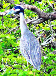 A heron in Kaziranga National Park. During the rainy season, the park is a great place for bird watchers 