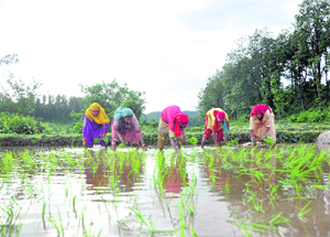 Women transplant paddy in Dehradun 