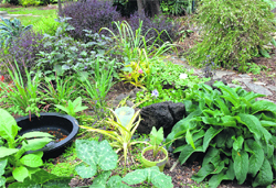 A landscape helps in improving the aesthetic and functional utility of the available open space around a house