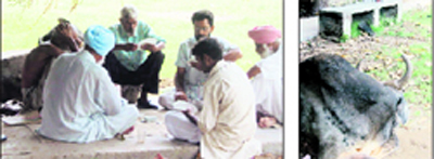 Gambling goes unabated; and (right) a stray animal rests at Lala Lajpat Rai park in Jagraon village