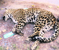 The body of a leopardess, which was brought to Kishtwar for a post-mortem