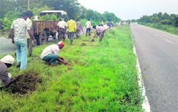 PUDA workers dig holes for planting bougainvillaea saplings on the Phagwara bypass on the Jalandhar-Chandigarh highway