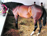 Punjab Chief Minister Prakash Singh Badals mare, which is being treated at the Guru Angad Dev Veterinary and Animal Sciences University in Ludhiana.