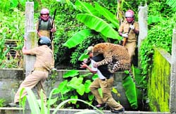 A leopard attacks a forest guard at Prakash Nagar village near Salugara on the outskirts of Siliguri on Tuesday. The feline strayed into the village and mauled six persons before it was caught by forest department officials