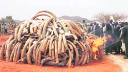 Kenyan President Mwai Kibaki sets fire to confiscated ivory at the Kenya Wildlife Training School in Manyani, on Wednesday. To combat illegal ivory trade in Africa, the Lusaka Agreement Task Force observed African Law Enforcement Day by burning 5 tonnes of contraband ivory.