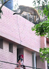 A monkey jumps from one house to another as occupants look on from a window in Sector 27.