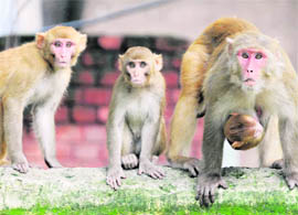 A monkey strikes an aggressive posture at a park in Sector 27-D, Chandigarh.