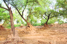A view of green trees being felled in the name of excavation of earth near Ottu Lake in Sirsa. 