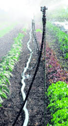 The use of sprinkler system has shown an increase in per acre production of some crops