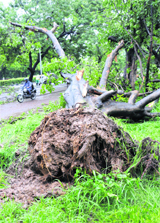 An uprooted tree after rain on Madhya Marg in Sector 15, Chandigarh, on Saturday.