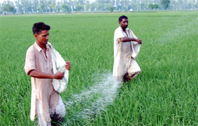 Farmers spraying fertilisers to boost their paddy crop in a village near Goniana in Bathinda on Sunday.