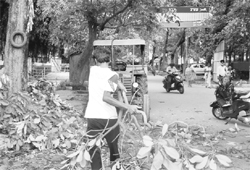 Illegally chopped branches of trees being ferried from Phase X in Mohali