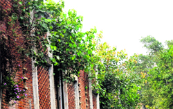 The Chandigarh Administration seems to have closed its eyes to wild plants growing rampantly on many government buildings all over the city. This picture was clicked at a government house by Tribune photographer Pradeep Tewari in Sector 27-C on Sunday