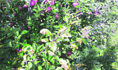 Leaves of an apple tree infested with marssonina in the upper Kullu valley
