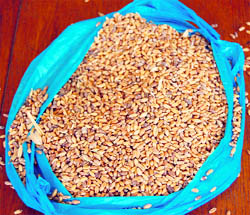 The rotten wheat that was supplied under the PDS chain by Confed in Sirsa villages.