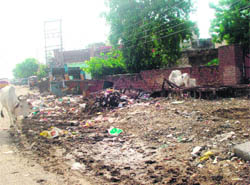 Heaps of garbage accumulated on the New Karnal Road adjoining Amar Garh Colony in Kaithal. 