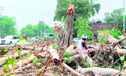 Labourers chop trees on the Amritsar-Jalandhar GT Road