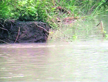 The flooded area near Bhagwangarh village due to a breach in the Western Yamuna Canal near Yamunanagar. 