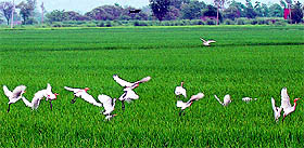 Cranes flock a field at a village in Jalandhar.