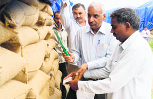 Officers of the Food and Supplies Department take samples from bags of wheat stacked in a storehouse at Fatehabad. 