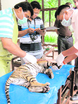 Veterinarians examine a tiger cub that was killed after being run over by a vehicle on the outskirts of the Corbett National Park