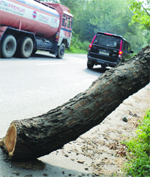 Posing a threat to commuters, an axed tree lies on a road near Mata Chakreshwari Temple in Nakodar on Saturday