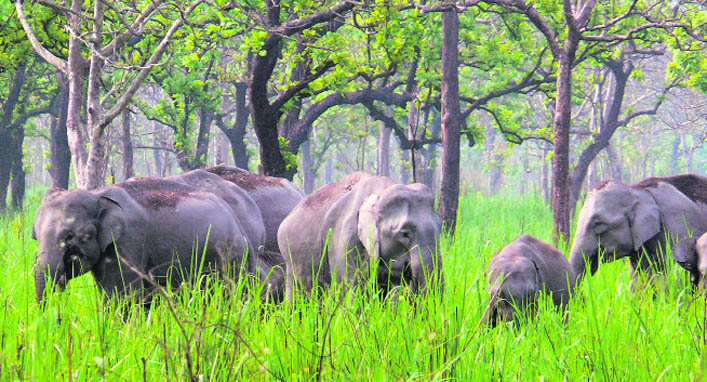 The population of elephants in the park has increased tremendously since the reconstruction programme began 