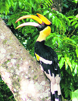 The great Indian hornbill in all its glory at the park