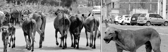 Stray cattle cross a road separating Sectors 10 and 11, posing a risk to the lives of commuters; and (right) a stray dog near showrooms of Panchkulas Sector 14.