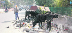 Cows feed on garbage at Gandhi Park in Dehradun