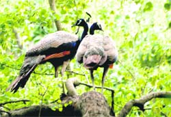 Peacocks at a park in Sector 39, Chandigarh