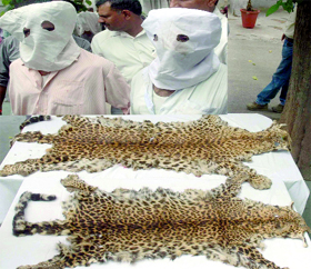 The accused with the skins of two adult leopards in police custody in New Delhi on Monday.