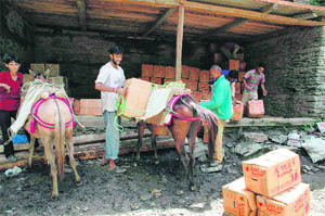 Farmers transport their apple crop on mules at Theog near Shimla. 
