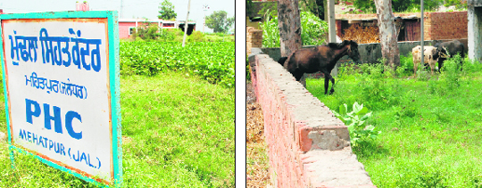 A swamp and wild growth surround the PHC, Mehatpur, and (right) animals roam around on the premises of the centre