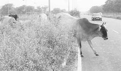 A file photo of a cow crossing a road in Mohali