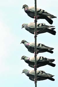 Pigeons perched on an electric cable in Srinagar on Wednesday