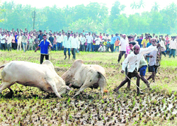 In this file photo, spectators look on as two bulls lock horns during a fight in south Goa. Animal rights campaigners have welcomed the government ruling banning bullfighting.