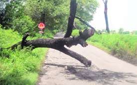 A tree that fell on the road due to rains, creates problems for commuters at Shahkot in Nakodar on Wednesday.