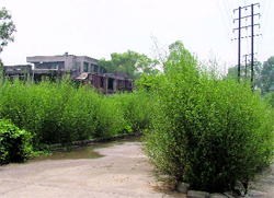 Wild growth of weeds on the campus of the Ludhiana Civil Hopital
