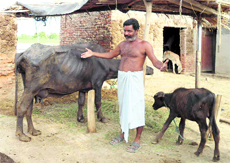 Machhu Ram shows his diseased buffalo at Teja Ruhela village in Fazilka district