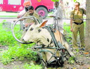 The neck of a cow is stuck in a bicycle at Sector 38 (West) in Chandigarh on Friday. Fire brigade personnel had to be called to free it. 