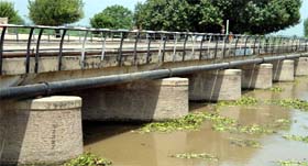 Hyacinth affects water flow in the Rajasthan Feeder near Muktsar Sahib.