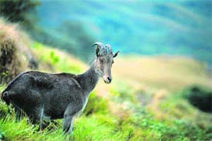 Eravikulam National Park at Rajamala, near Munnar, is home to the Nilgiri tahr, an endangered mountain goat
