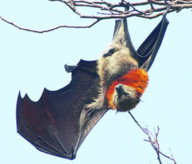 Studies have revealed that bats stay on target despite the clutter