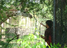 A visitor tries to feed a giraffe at the National Zoological Park in New Delhi