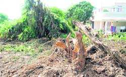 Trees felled in the Defence Colony area in Dehradun for laying a sewer pipe.