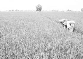 Farmers work in a field after Mondays rains in a Sirsa village on Tuesday