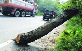 Posing a threat to commuters, an axed tree lies on a road near Mata Chakreshwari Temple in Nakodar 