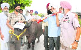 Will the government listen? An aged ex-serviceman plays a pipe in front of a buffalo, symbolising the government, to raise their long standing demands in Jalandhar